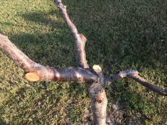 Персик после обрезки