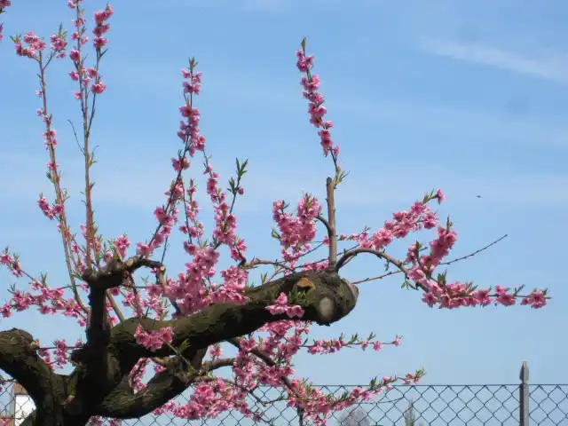 Персик после омолаживающей обрезки