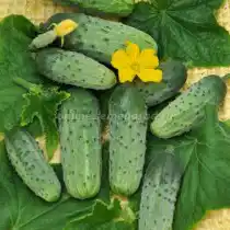 Огурец Д`Артаньян