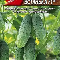 Огурец Ванька-Встанька