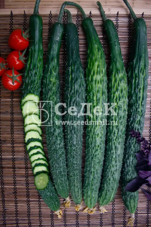 Огурцы «аллигаторы» длиной до 45 см