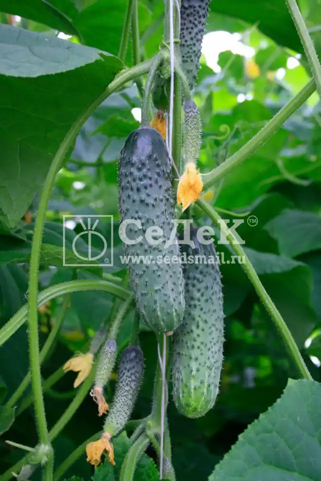 Огурецы Сальери F1 - стандартные универсальные огурцы-корнишоны