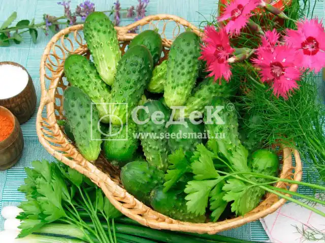 Огурцы Филиппок F1 - для разных видов заготовок