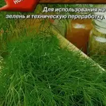 Укроп «Борей»