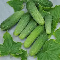 Огурец Атос F1