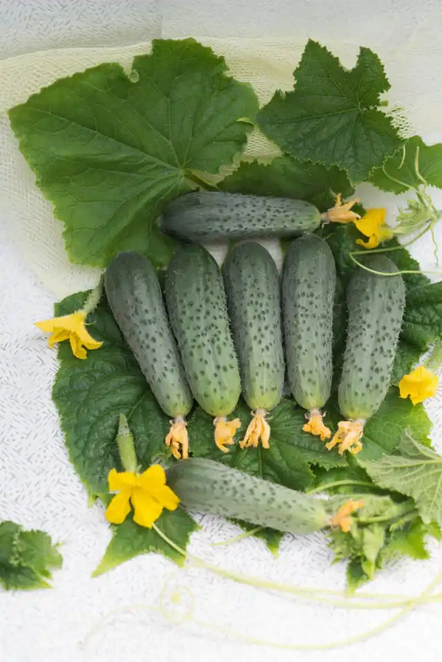 Огурец Форсаж F1