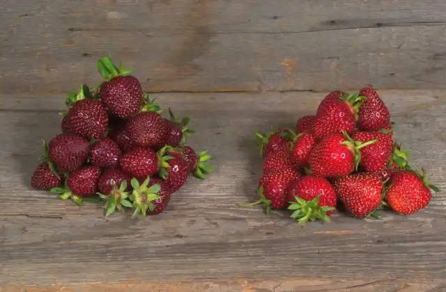 Ягоды клубники, или земляники ананасной (Fragaria × ananassa)