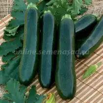 Кабачок «Черный красавец»