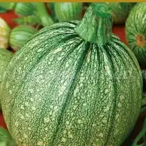 Кабачок «Мячик»