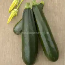 Кабачок «Скворушка»