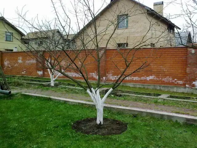 Оглядаємо сад після зими