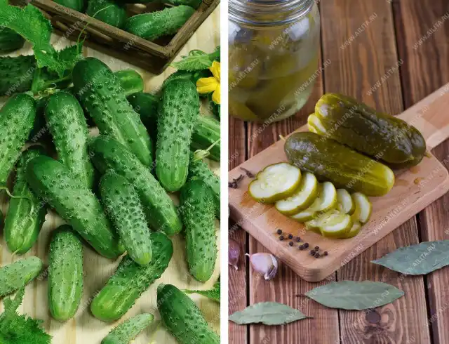 Пчёлоопыляемые огурцы «Куманек F1»