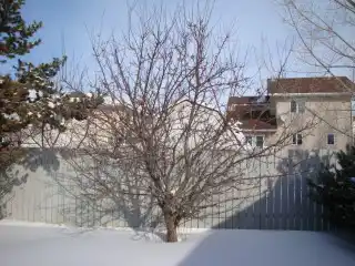 Яблоня до омолаживающей обрезки