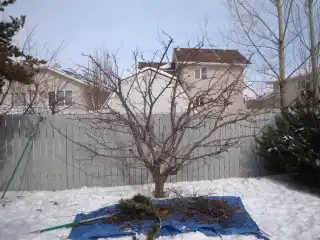 Яблоня после омолаживающей обрезки
