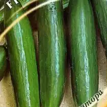 Огурец «Пикас F1»