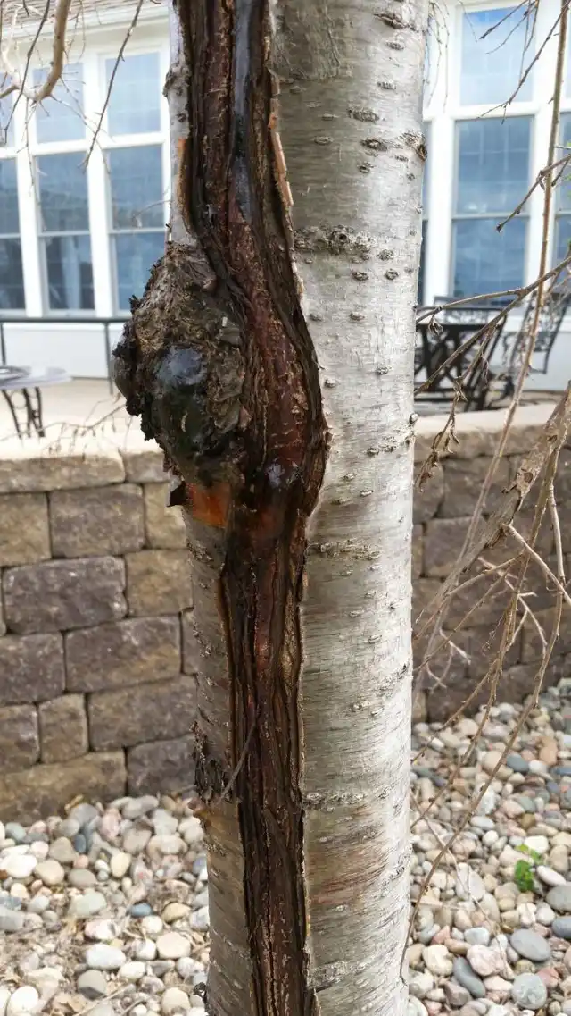 Морозобоина на плодовом дереве