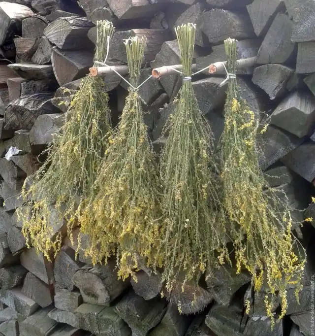 Сушка донника лекарственного