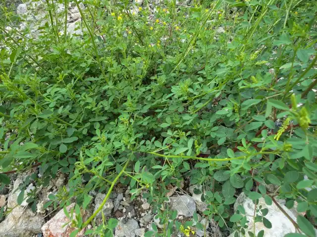 Общий вид растения донник лекарственный