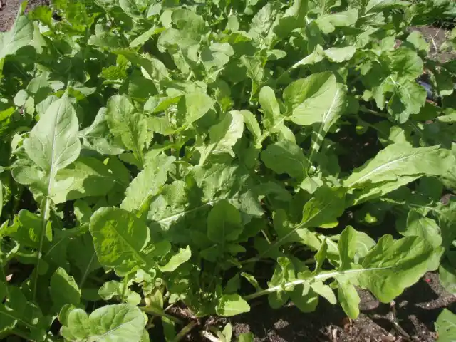 Руккола садовая, или Эрука посевная (Eruca vesicaria)