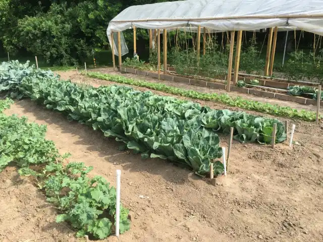 Огород на узких грядках «по Миттлайдеру»