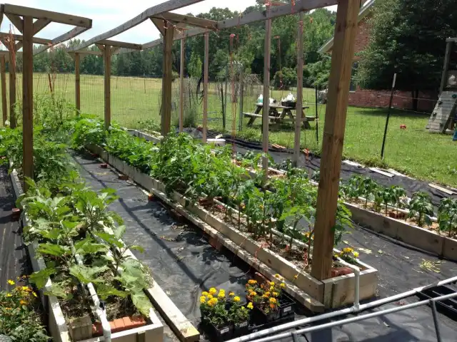 Овощи в грядках-коробах «по Миттлайдеру»