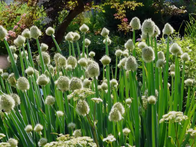 Цветение лука-батуна