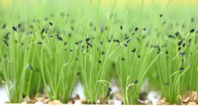 Всходы семян лука-батуна