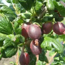 Сорт крыжовника Кооператор