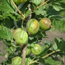 Сорт крыжовника Родник