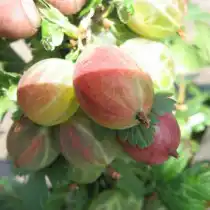Сорт крыжовника Розовый 2