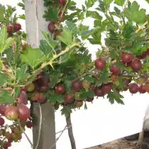 Сорт крыжовника Сенатор