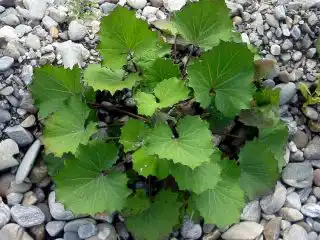 Розетка листьев мать-и-мачехи