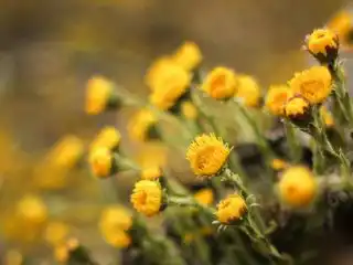 Соцветия мать-и-мачехи