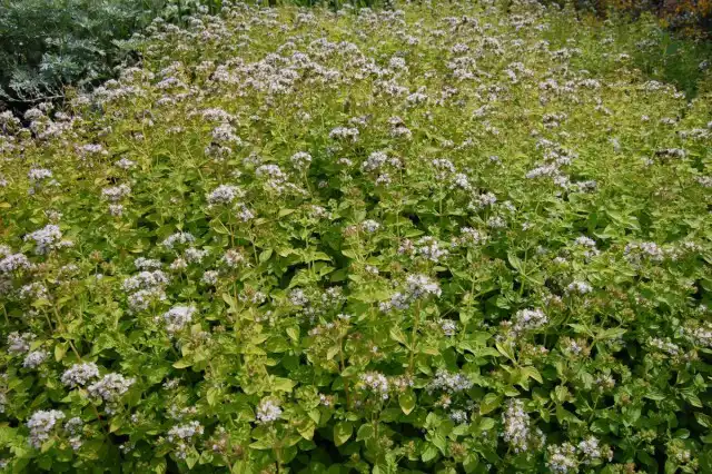 Куст душицы во время цветения