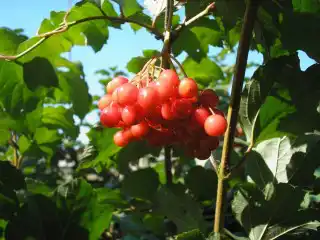 Калина сорт Аврора