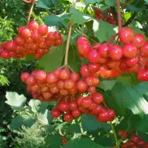 Калина сорт Мария