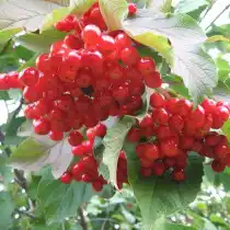 Калина сорт Шукшинская