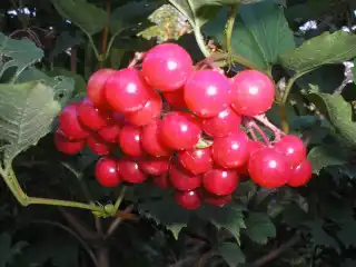 Калина сорт Таежные рубины