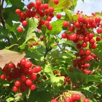 Калина сорт Вигоровская
