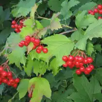 Калина сорт Закат