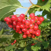 Калина сорт Зарница