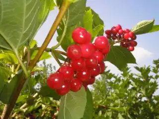 Калина сорт Жолобовская