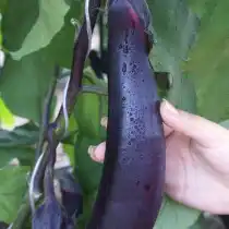 Баклажан гибрид Черный Дракон F1
