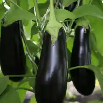 Баклажан сорт Принц