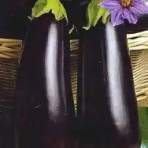 Баклажан гибрид Бернар F1
