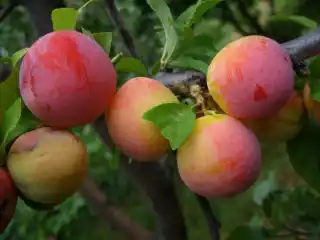 Алыча сорт Алтайская юбилейная