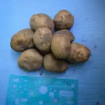 Сорт картофеля для Средневолжского региона - Бельмонда