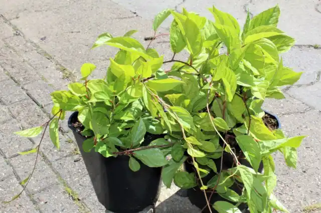 Саженцы лимонника китайского