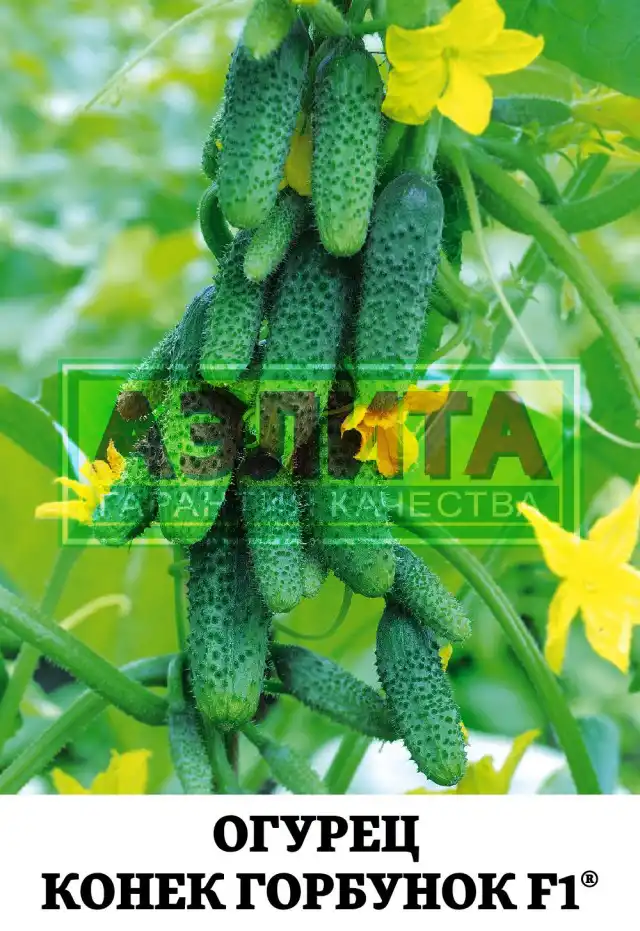 Огурец «Конек Горбунок»
