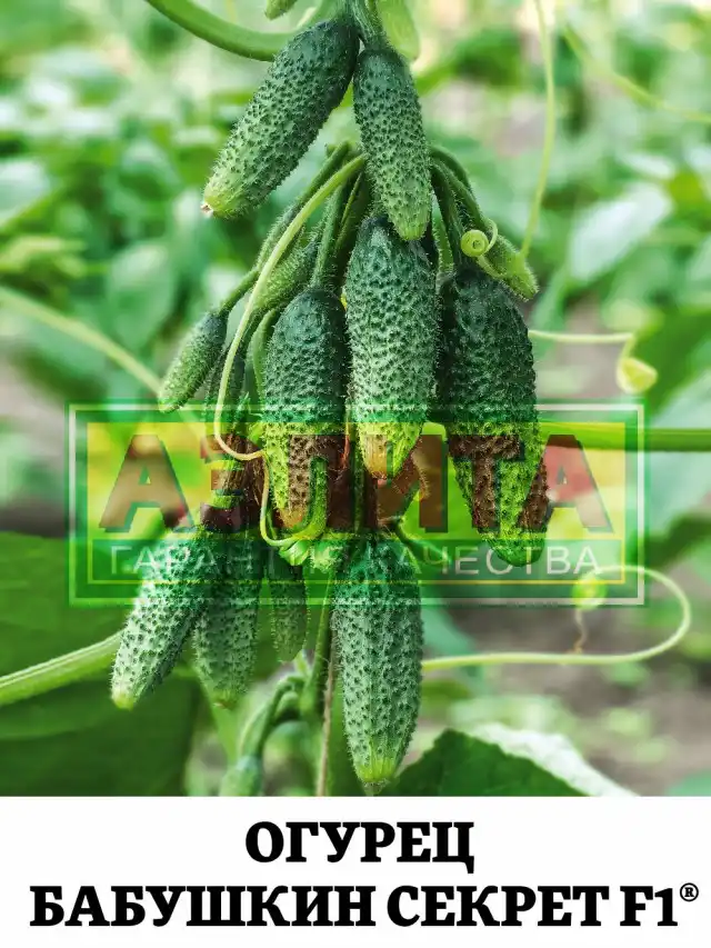 Огурец «Бабушкин секрет»